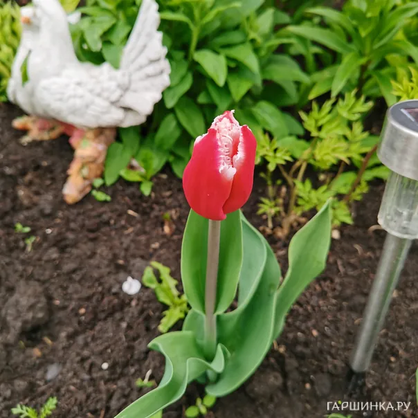 превью изображения отзыва