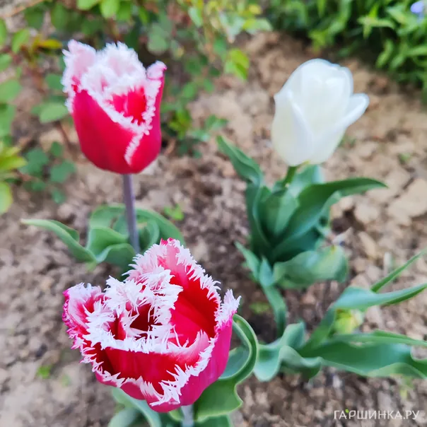 превью изображения отзыва