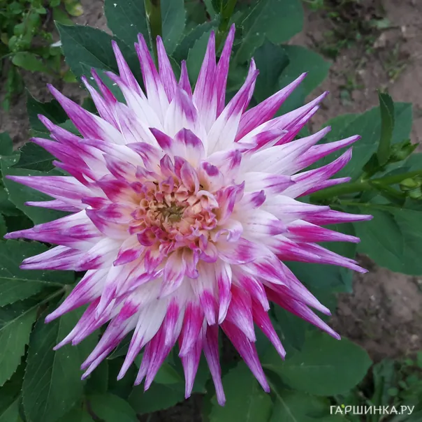 превью изображения отзыва