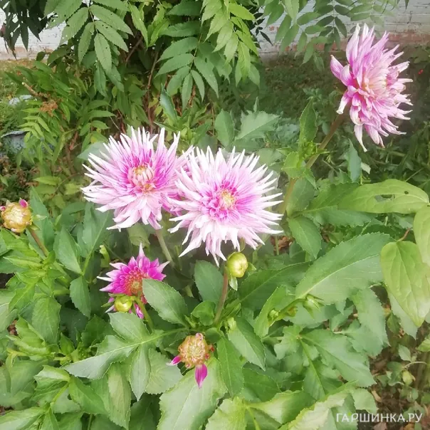 превью изображения отзыва