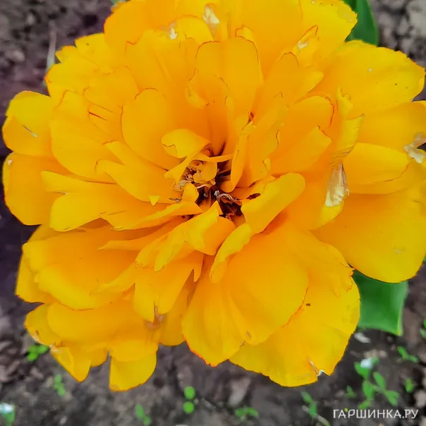 превью изображения отзыва