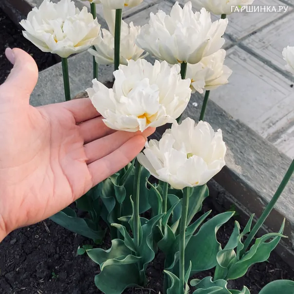 превью изображения отзыва