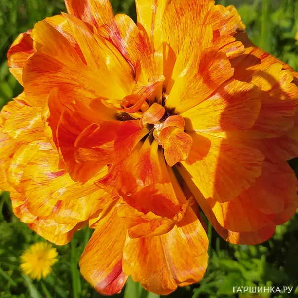 превью изображения отзыва