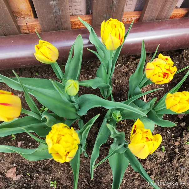 превью изображения отзыва