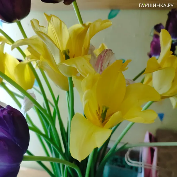 превью изображения отзыва