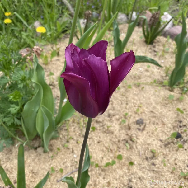 превью изображения отзыва