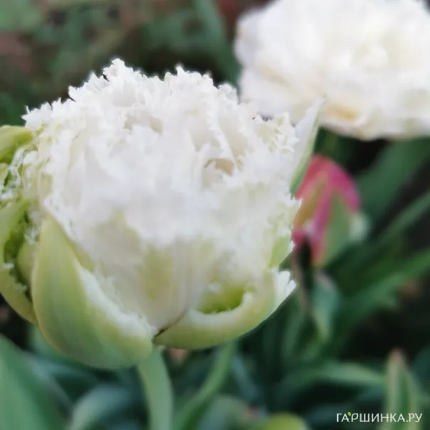 превью изображения отзыва