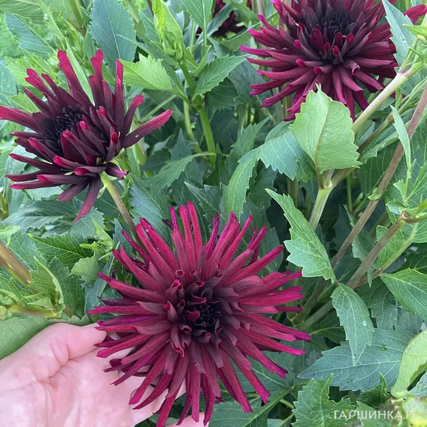 превью изображения отзыва