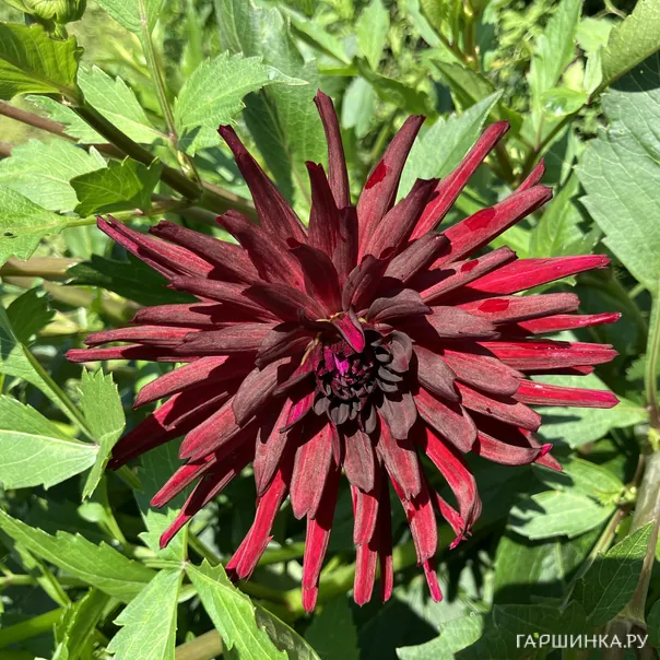 превью изображения отзыва