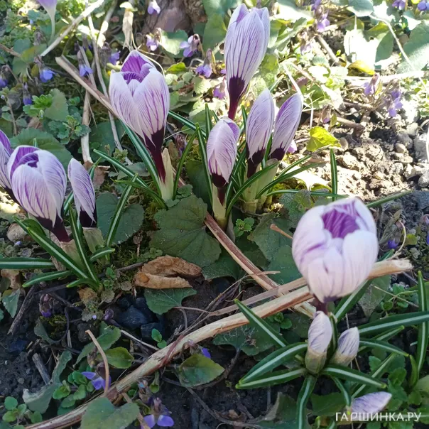 превью изображения отзыва