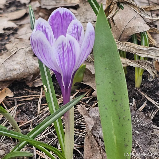 превью изображения отзыва