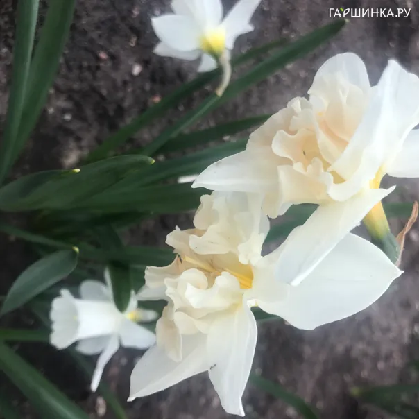 превью изображения отзыва