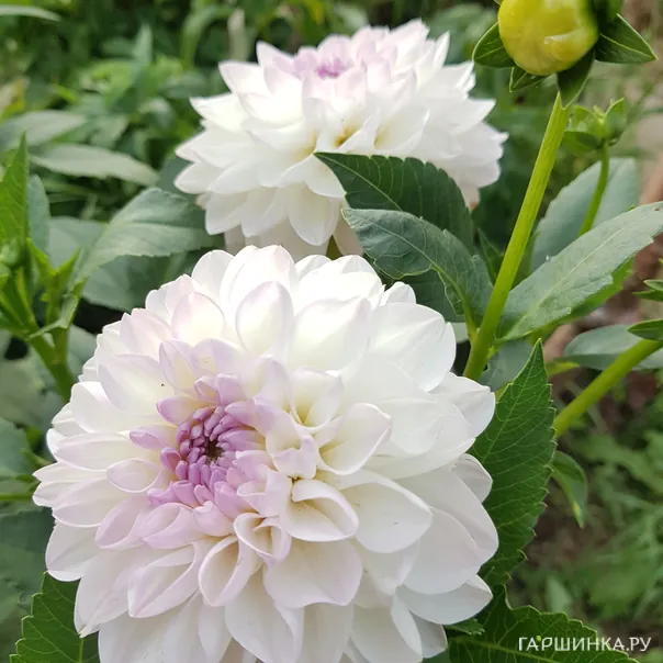 превью изображения отзыва