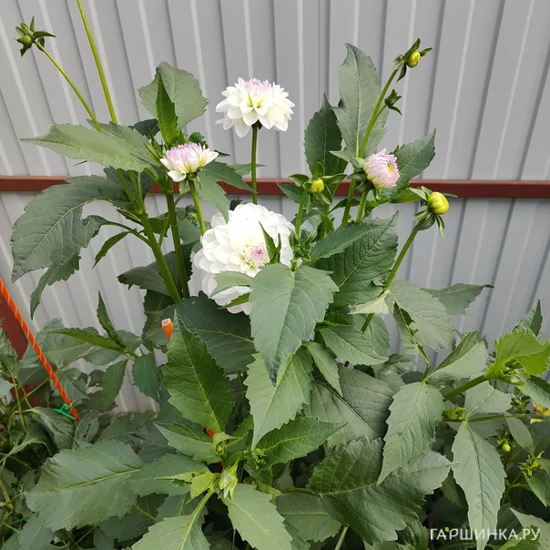 превью изображения отзыва