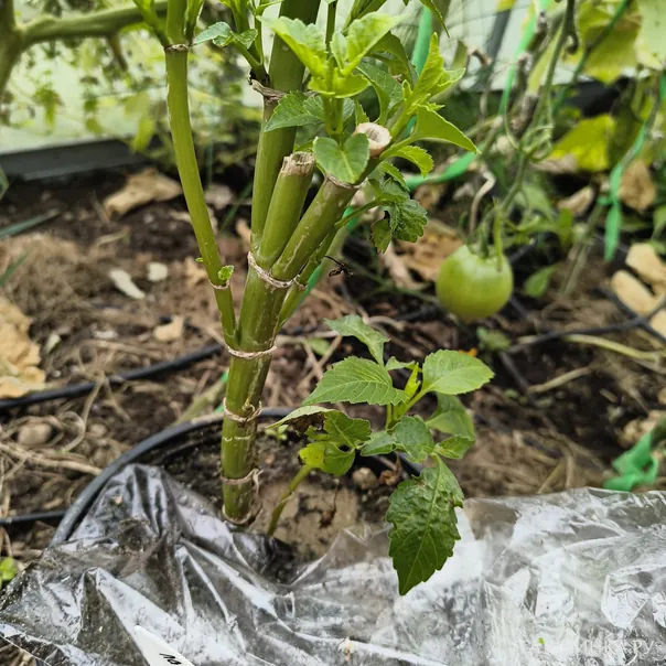 превью изображения отзыва