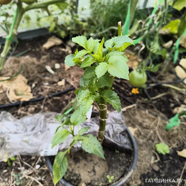 превью изображения отзыва