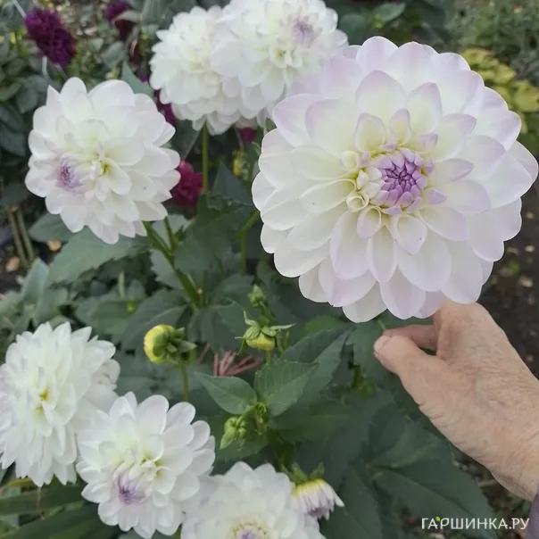 превью изображения отзыва