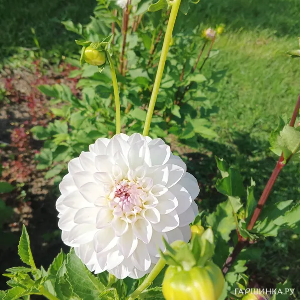 превью изображения отзыва