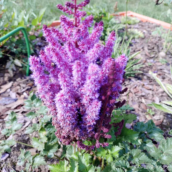 превью изображения отзыва