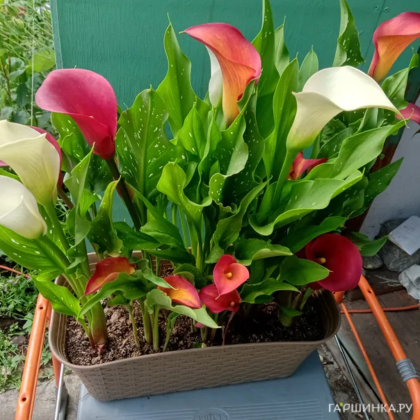 превью изображения отзыва