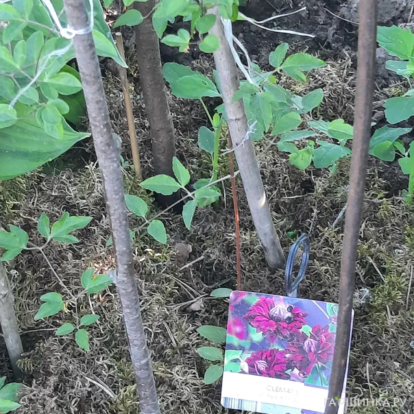 превью изображения отзыва