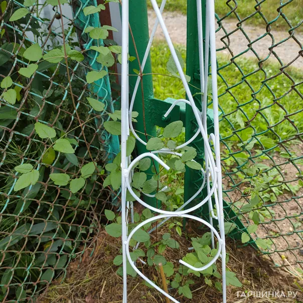 превью изображения отзыва