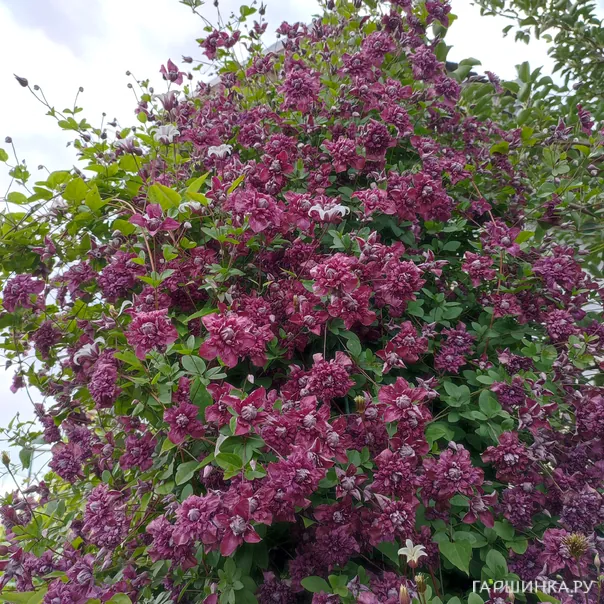 превью изображения отзыва