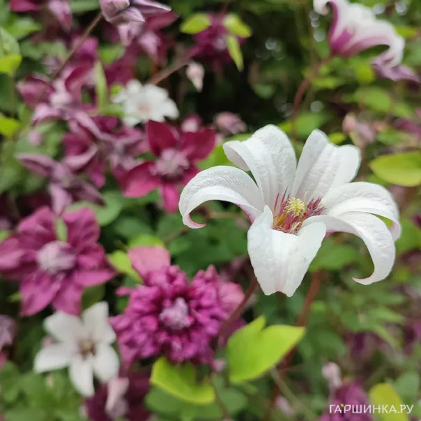 превью изображения отзыва