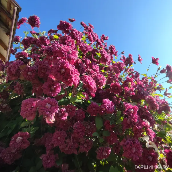 превью изображения отзыва