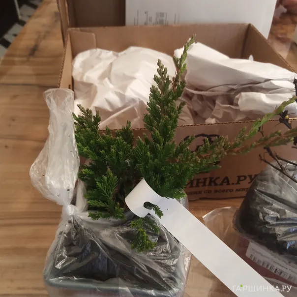 превью изображения отзыва