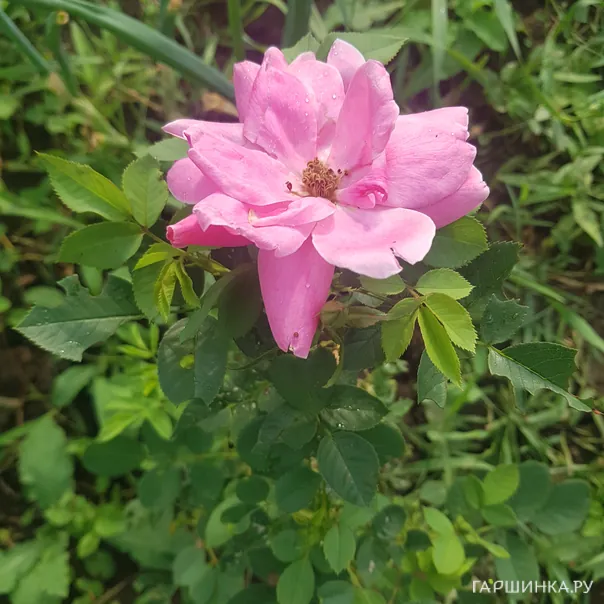 превью изображения отзыва