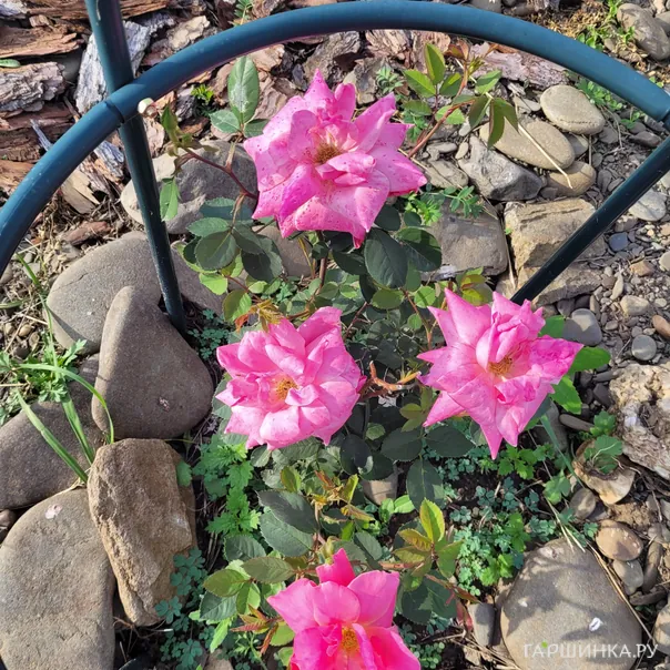 превью изображения отзыва