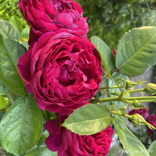 превью изображения отзыва