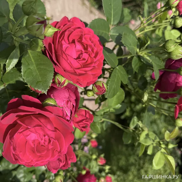 превью изображения отзыва