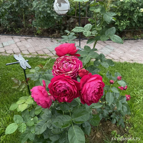 превью изображения отзыва