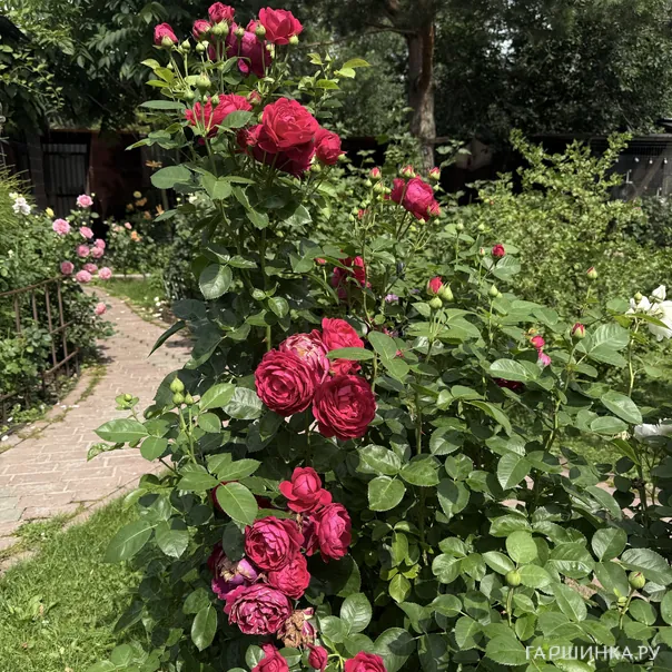 превью изображения отзыва