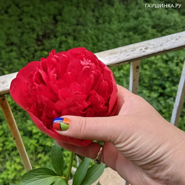 превью изображения отзыва