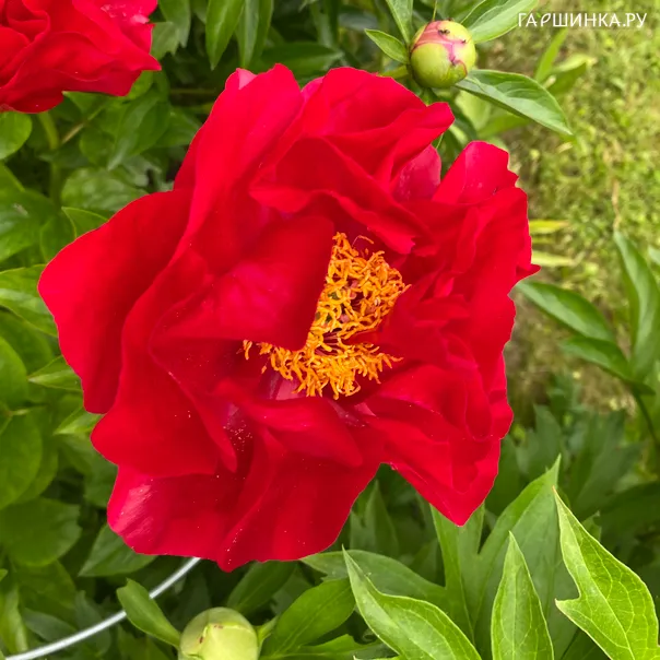 превью изображения отзыва