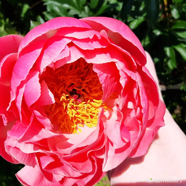 превью изображения отзыва