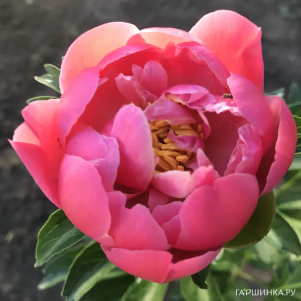 превью изображения отзыва