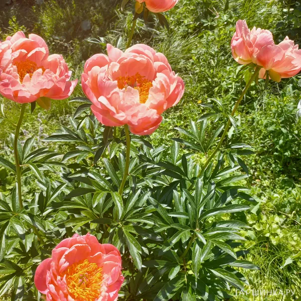 превью изображения отзыва