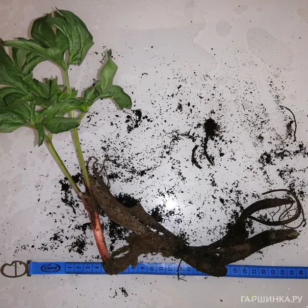 превью изображения отзыва