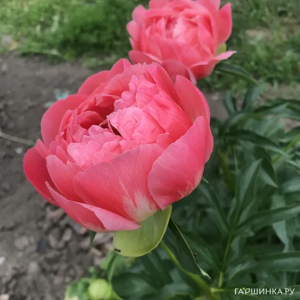 превью изображения отзыва