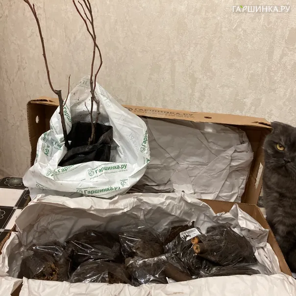 превью изображения отзыва
