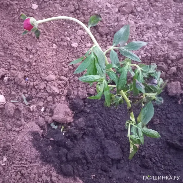 превью изображения отзыва