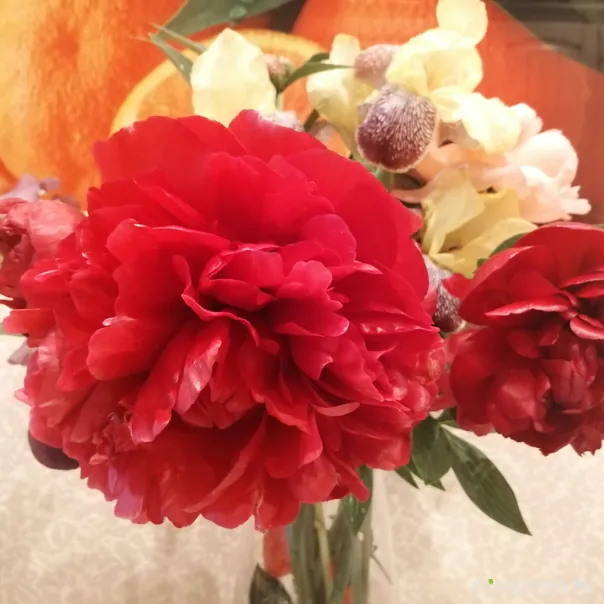 превью изображения отзыва