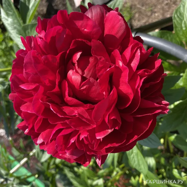 превью изображения отзыва