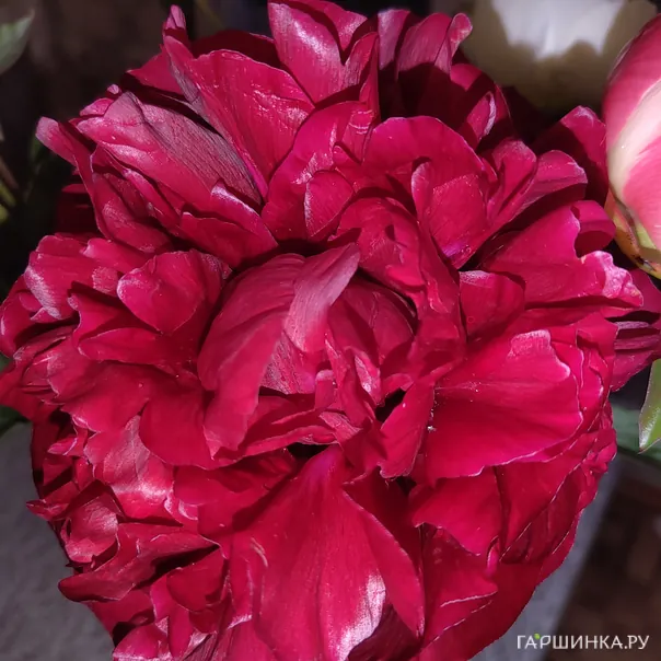 превью изображения отзыва