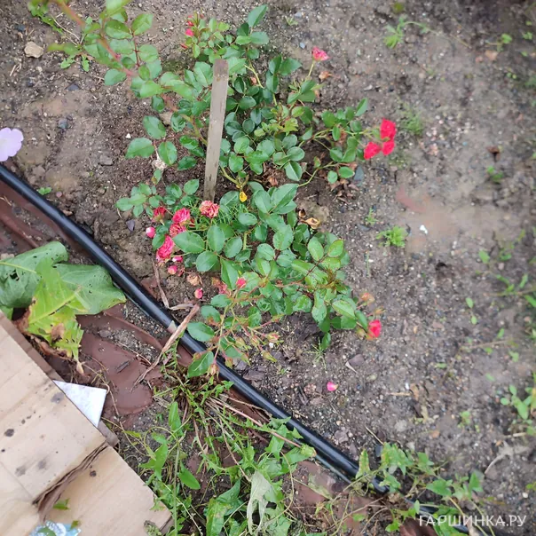 превью изображения отзыва