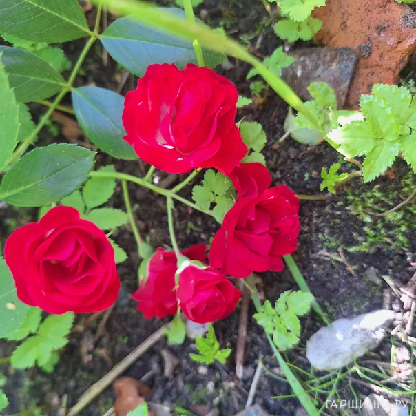 превью изображения отзыва